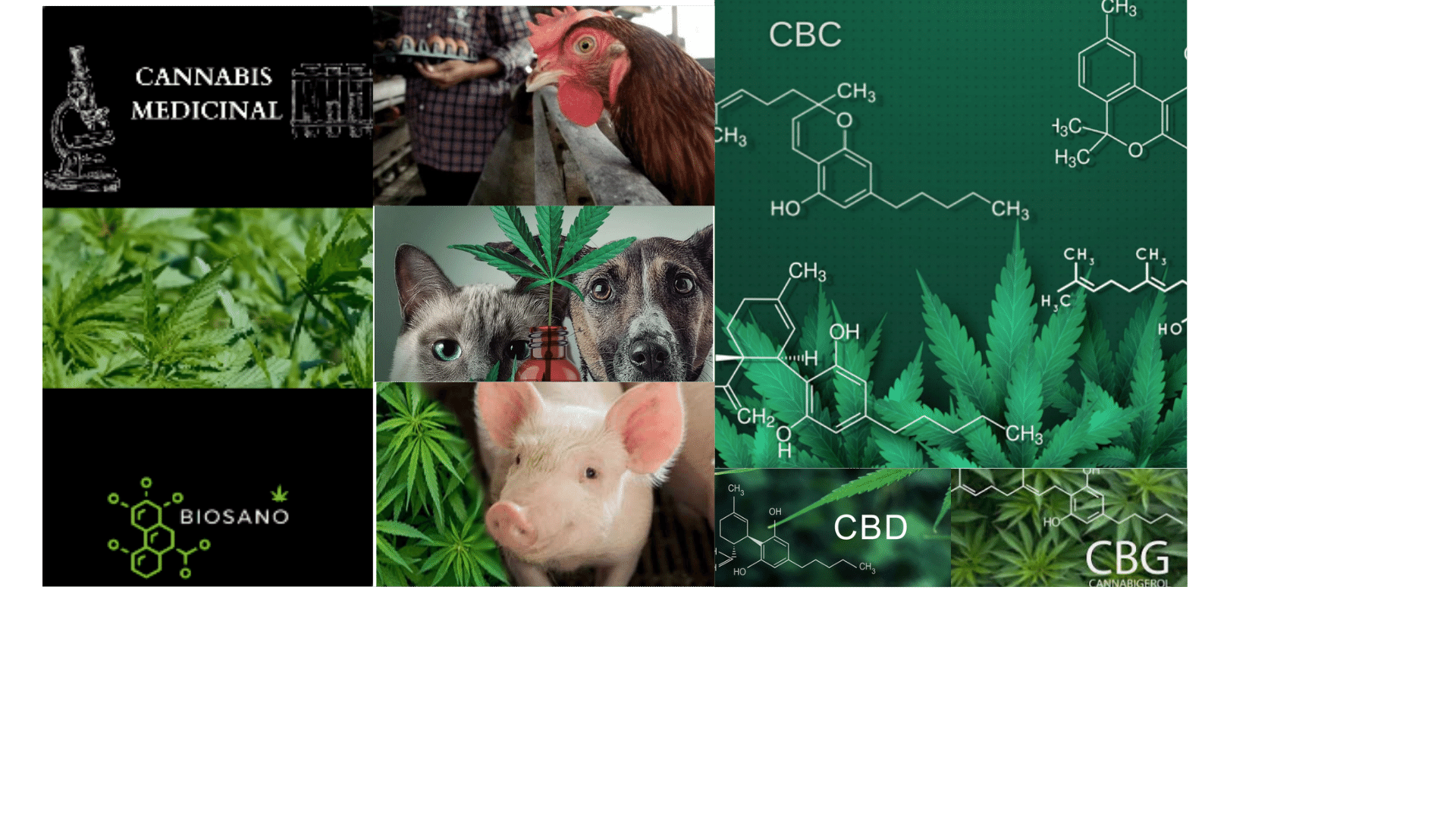 Biosano - Industria de produtos farmacêuticos | Canabinoides: a